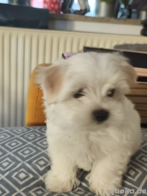 Reinrassige Malteser Welpen 