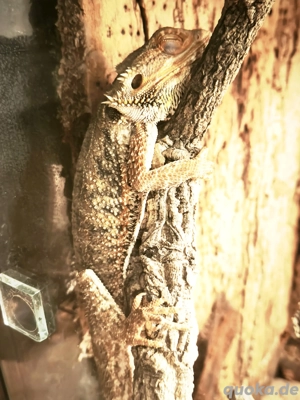 Bartagame ink Terrarium 