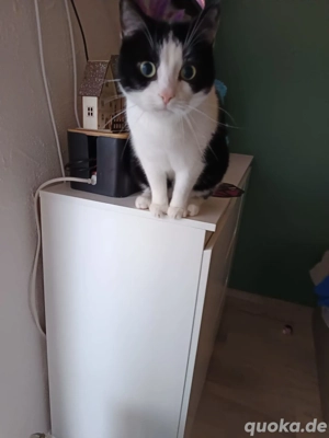 zwei Kater suchen neues Zuhause 