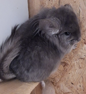 Angorachinchilla Böckchen