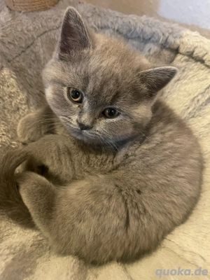 Bkh kitten zu Verkaufen 