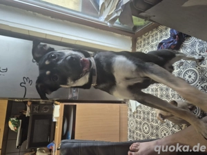 mischlingsrüde 9mon