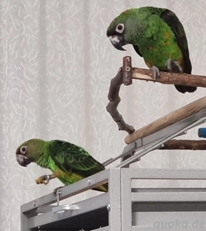 Gebe 2 grüne Kongopapageien ab