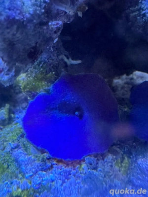 Scheibenanemone blau Meerwasser Koralle