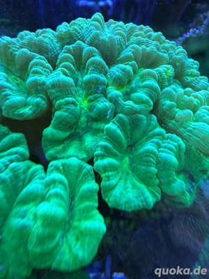 Caulastrea neon gelb grün Meerwasser Koralle