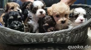Bolonka-Shihzu Welpen 