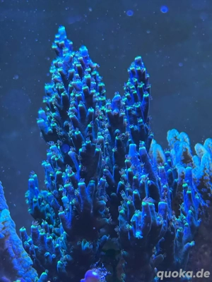 Acropora blau neon gelb Meerwasser Koralle