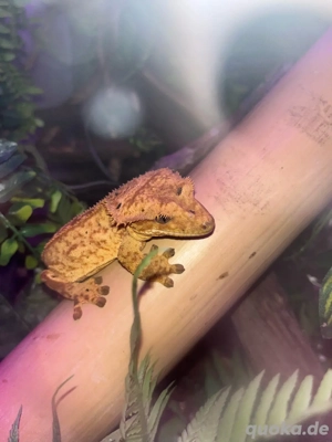 Kronengecko Männchen
