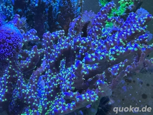 Acropora tricolor Meerwasser Koralle