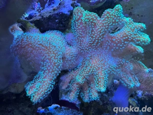 Stylophora neon grün gelb Meerwasser Koralle