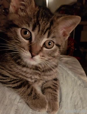 Kleiner Mann abzugeben. Kitten.