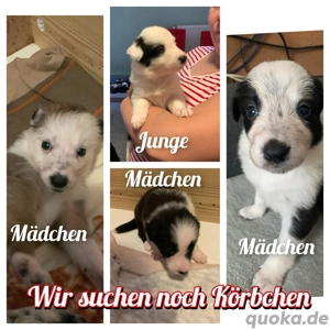 7 Bordercollie Welpen 