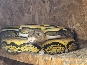 Python reticulatus 