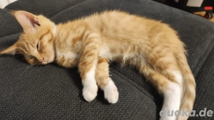 Maine Coon Mix Kitten