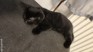 Maine Coon Mix Kitten