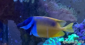 Fuchsgesicht Meerwasser