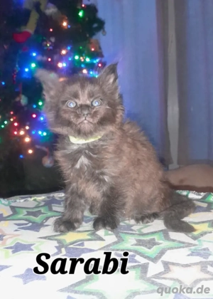 Maine Coon Kitten Mit Stammbaum