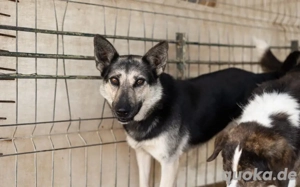 Dita sucht einfühlsame Menschen Bild 3