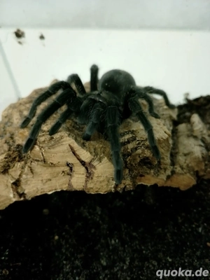 Grammostola Pulchra 0.1 Weibchen 