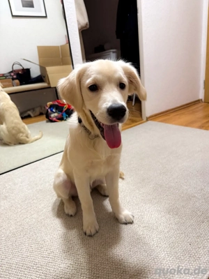 26 wochen alter Golden Retriever sucht neues Zuhause