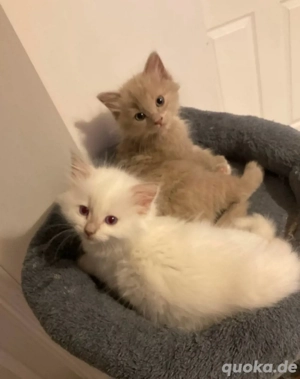 Ragdoll Babys