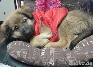 Welpenmädchen Pufa wurde einfach ausgesetzt - sucht dringend Zuhause