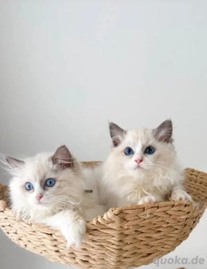 Lernen Sie Maya & Leo kennen   ein wahrhaft herzerwärmendes Ragdoll-Kitten-Paar, das bereit ist, Lie