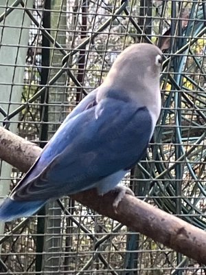 Junger Pfirsichköpfchen-Hahn mit Geschlechtsgutachten