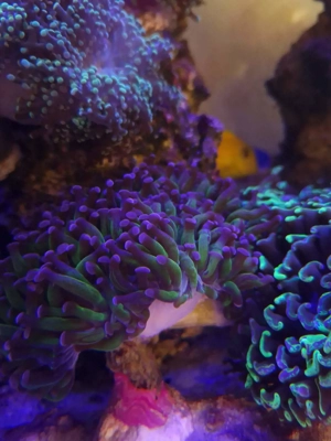 Euphillien, Euphillia, Korallen, Ableger, Salzwasser, Aquarium, Auflösung