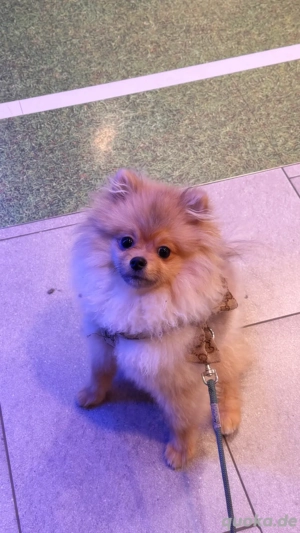 Pomeranian Welpe   gesund, EU-Heimtierausweis, Zubehör inklusive
