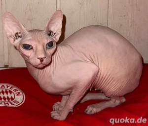 Canadian Spynx Mädel sucht neues zuhause!