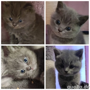 Britisch Kurzhaar BLH 4 Kätzchen 
