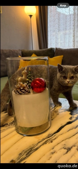 Britisch Kurzhaar Katzen