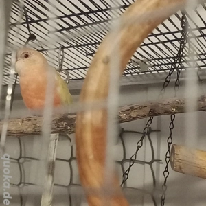 Wellensittiche ,Burkesittiche ,Schönsittiche 