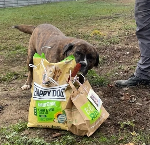 Bambo, z. Zt. in Ungarn, ist ein ganz sympathischer Hund