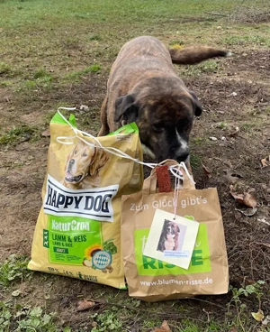 Bambo, z. Zt. in Ungarn, ist ein ganz sympathischer Hund Bild 5