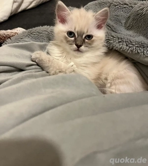 Maine coone X Birma mix