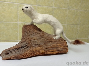 Tierpräparat Präparat Hermelin Ausgestopft