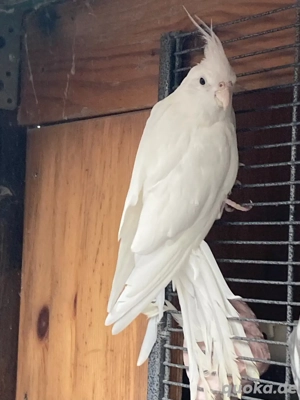 nymphensittichen weisskopf mänlich