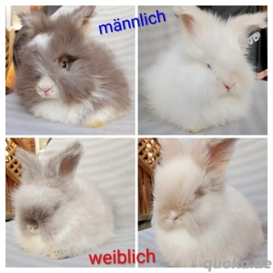 Englische Angora Kaninchen 