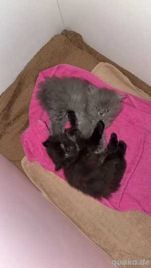 Reinrassige Perser Kitten