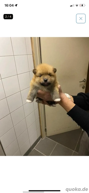 Pomeranian rüde 