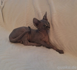 Canadian Sphynx Mädchen sucht ein neues Zuhause 