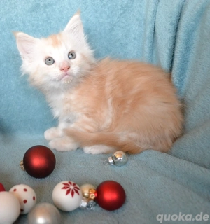 Yankee sucht liebevolle und verantwortungsbewusste Besitzer