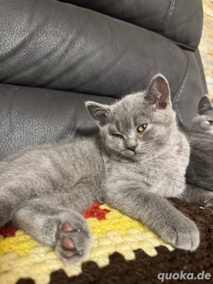 BKH Kitten Bild 2