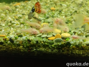 verkaufe panzerwels Nachwuchs 