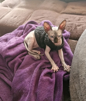 Canadia shpinx mädchen