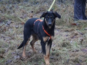 Deny sucht sein Zuhause Bild 5