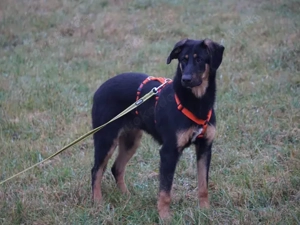 Deny sucht sein Zuhause Bild 2