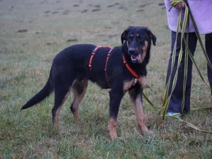 Deny sucht sein Zuhause Bild 3